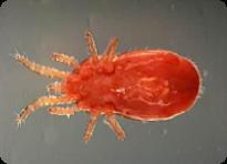 redmite
