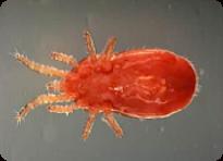 redmite